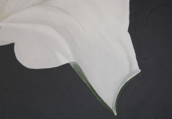 lily arum closeup1